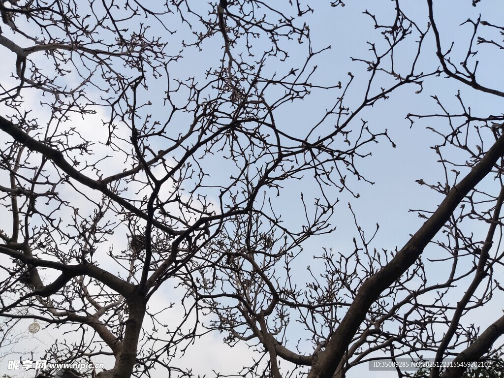 冬日光秃树枝映蓝天