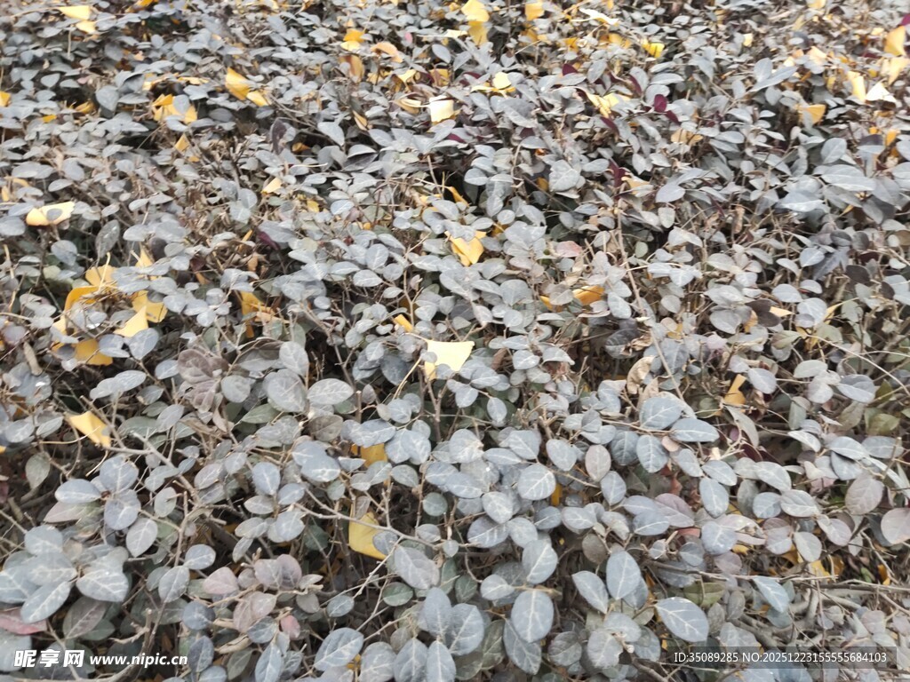 地面散落的枯叶景象
