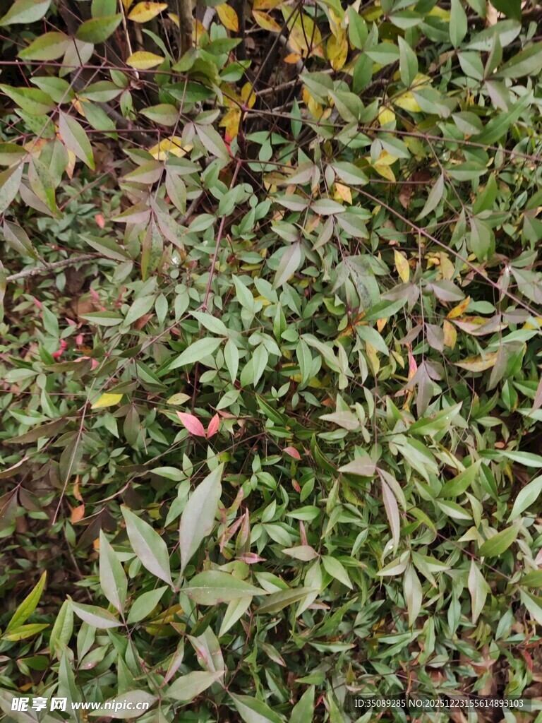 地面上的多样植物叶片