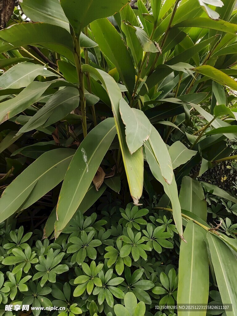 翠绿的丛生植物景观