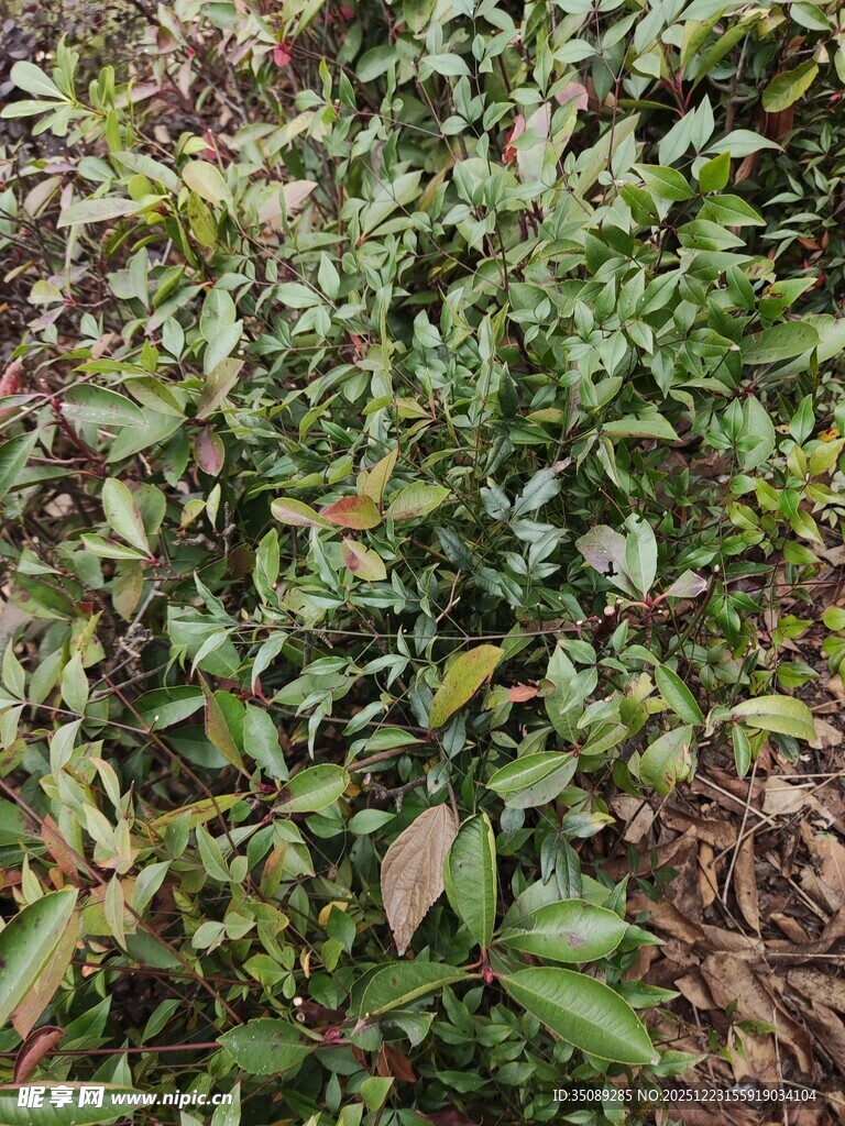 野外繁茂的绿色植物群落