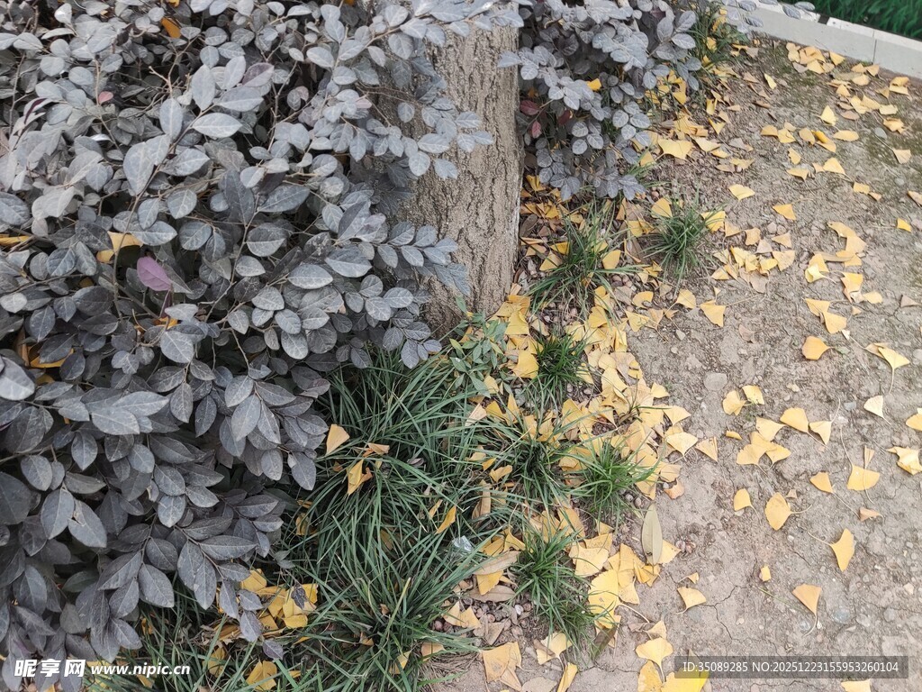 秋日落叶与绿植景观