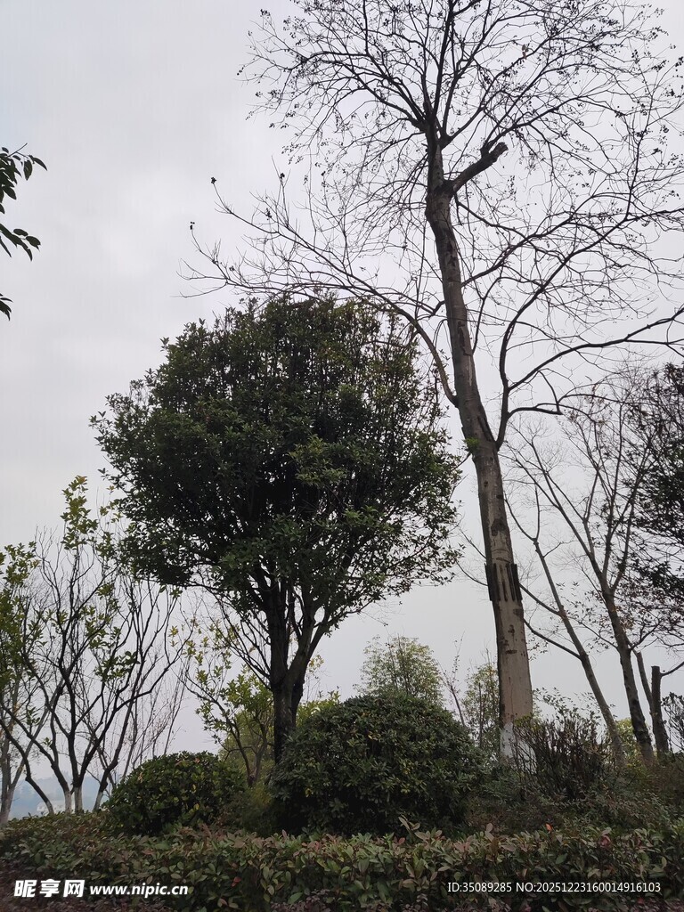 冬日郊野树木景观