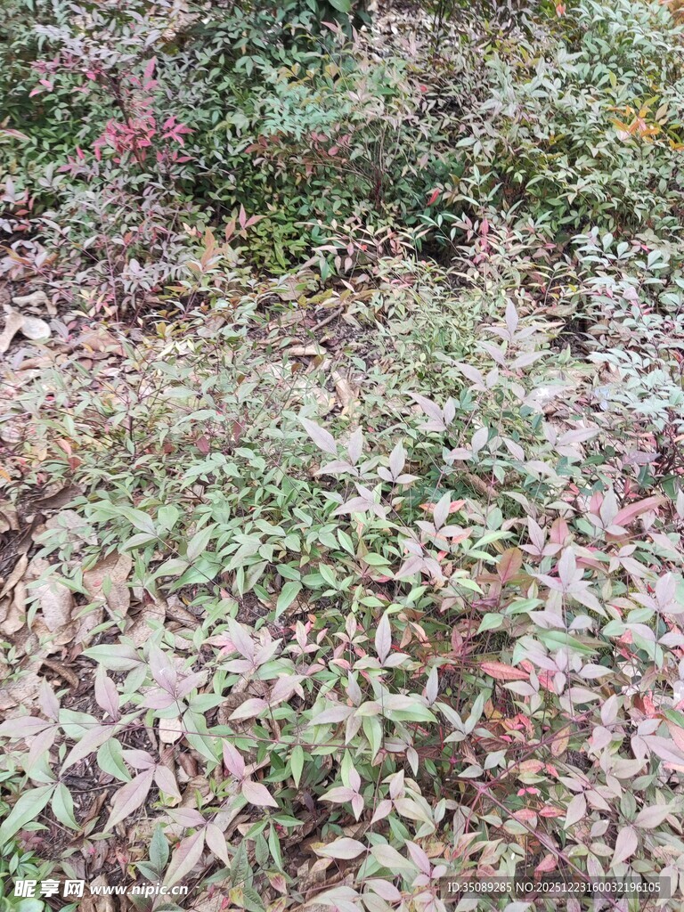 多彩斑斓的植物景观