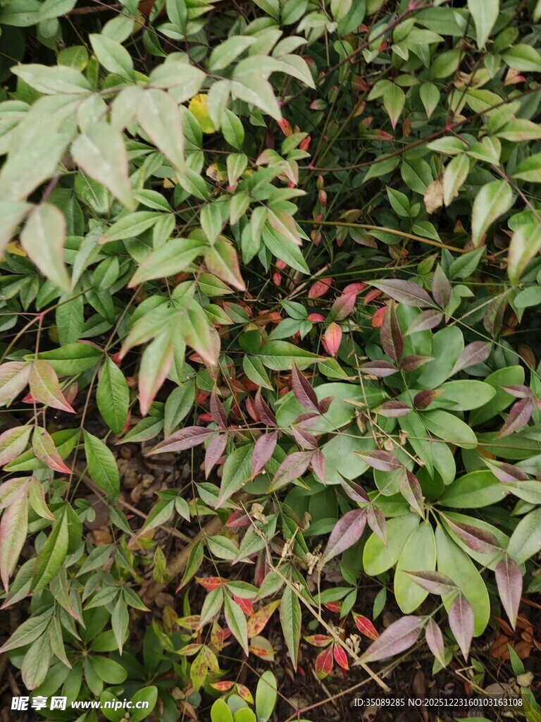 多彩叶片的植物景观