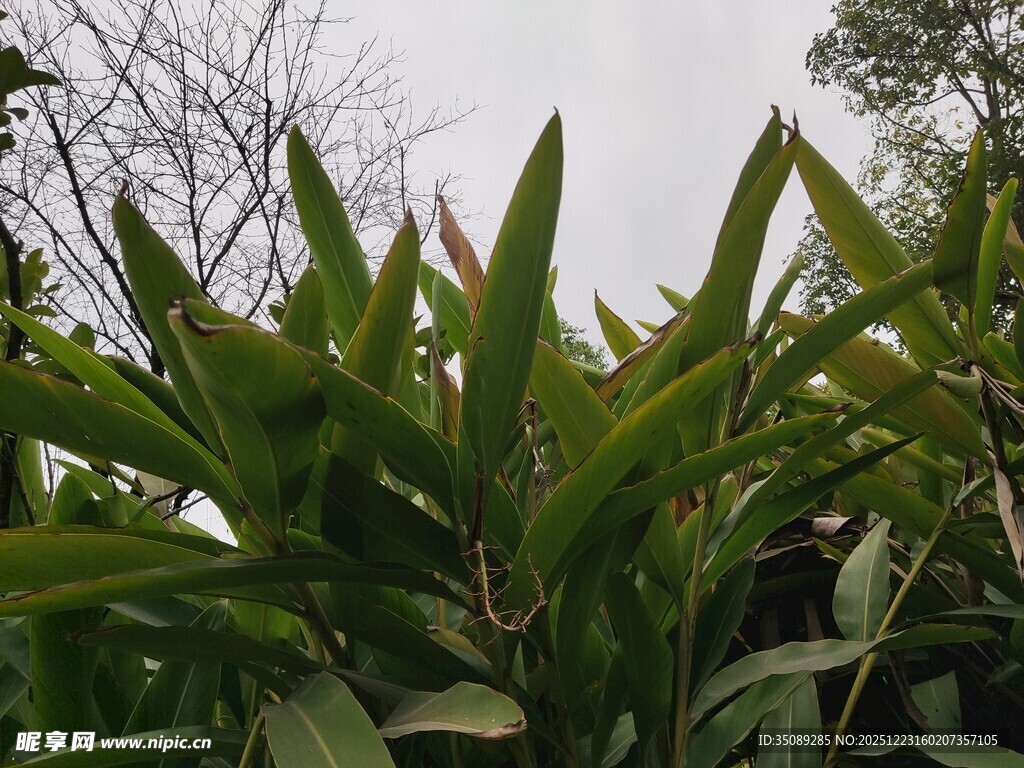 翠绿竹叶生机盎然