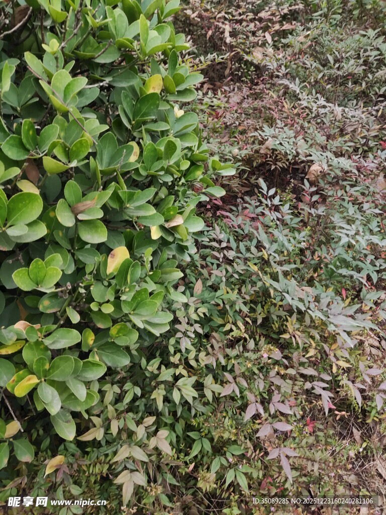 绿叶与地面植被景观