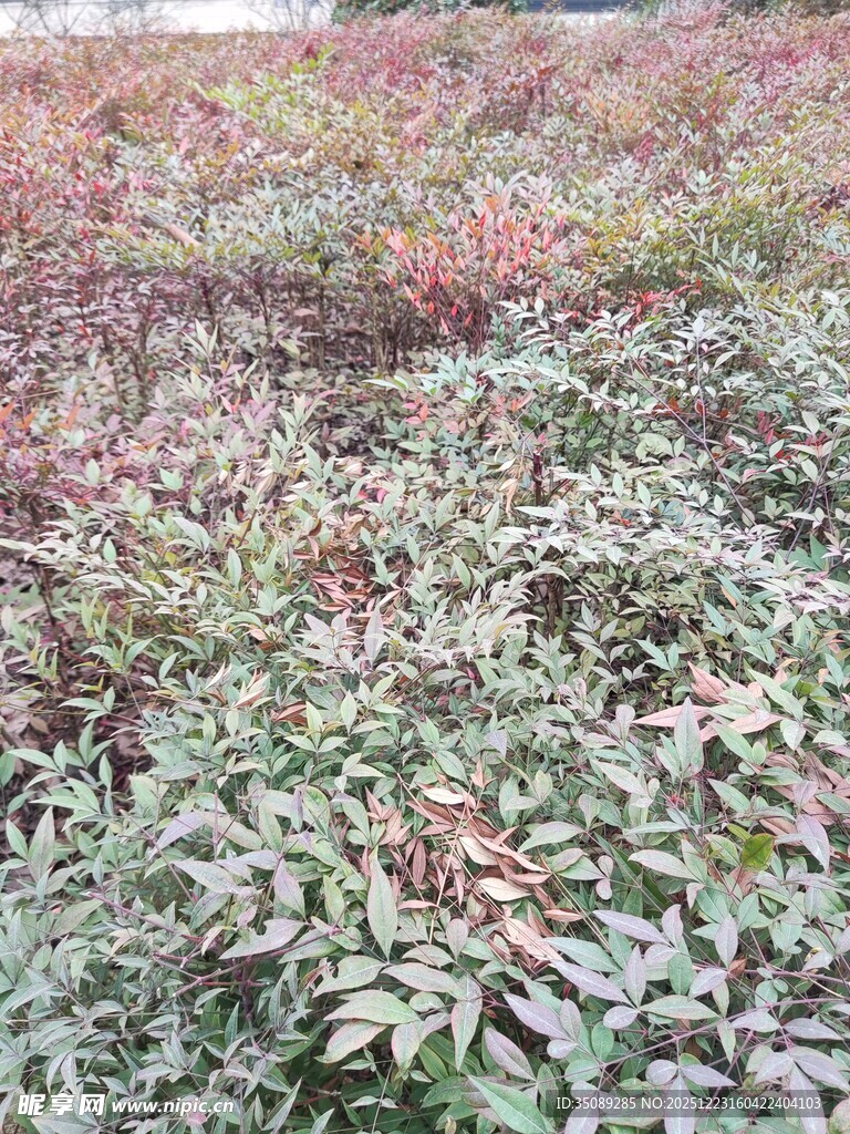 多彩植物群落景观