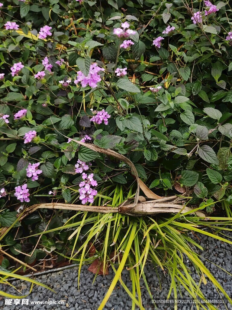 绿叶紫花间的黄色植物