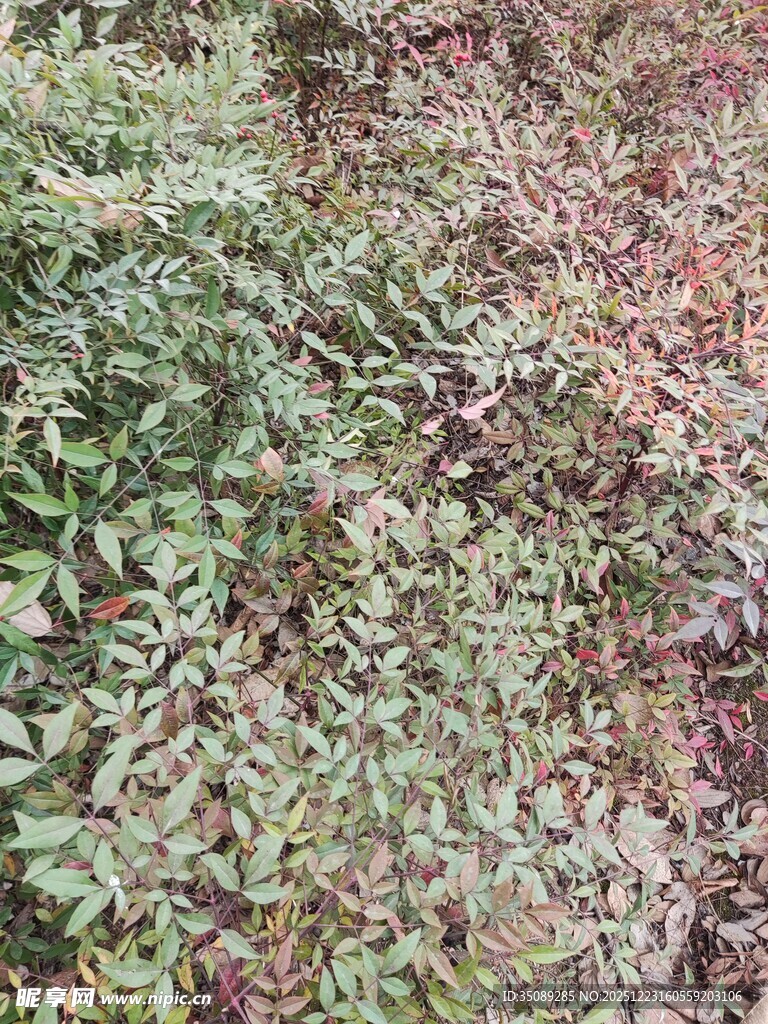 地面上的多彩植物景观