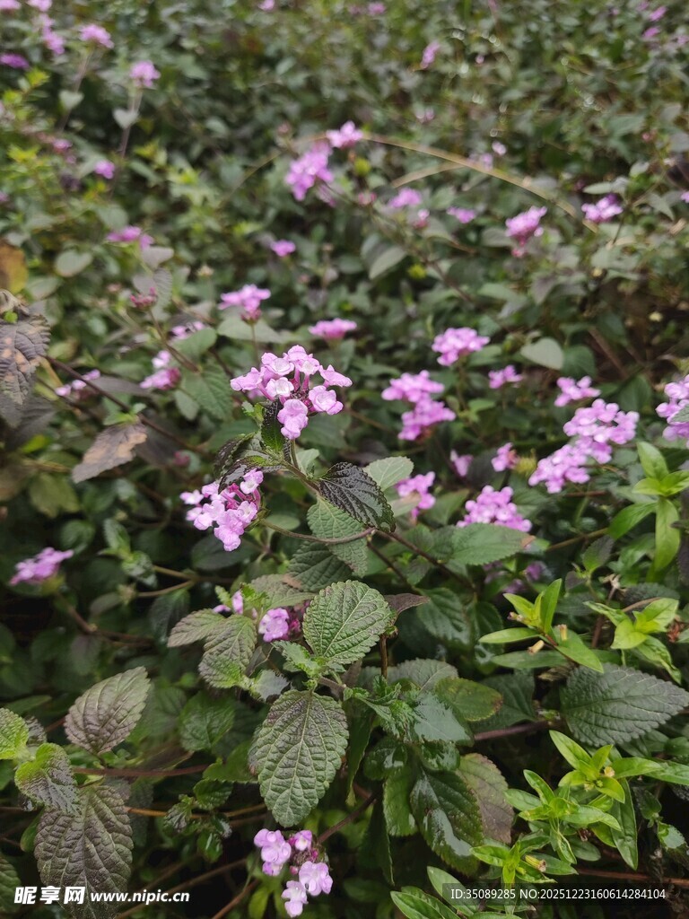 繁茂紫花植物景观
