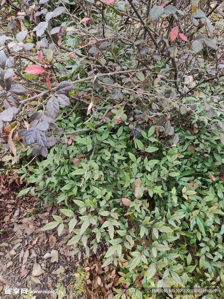 地面上的多彩植物群落