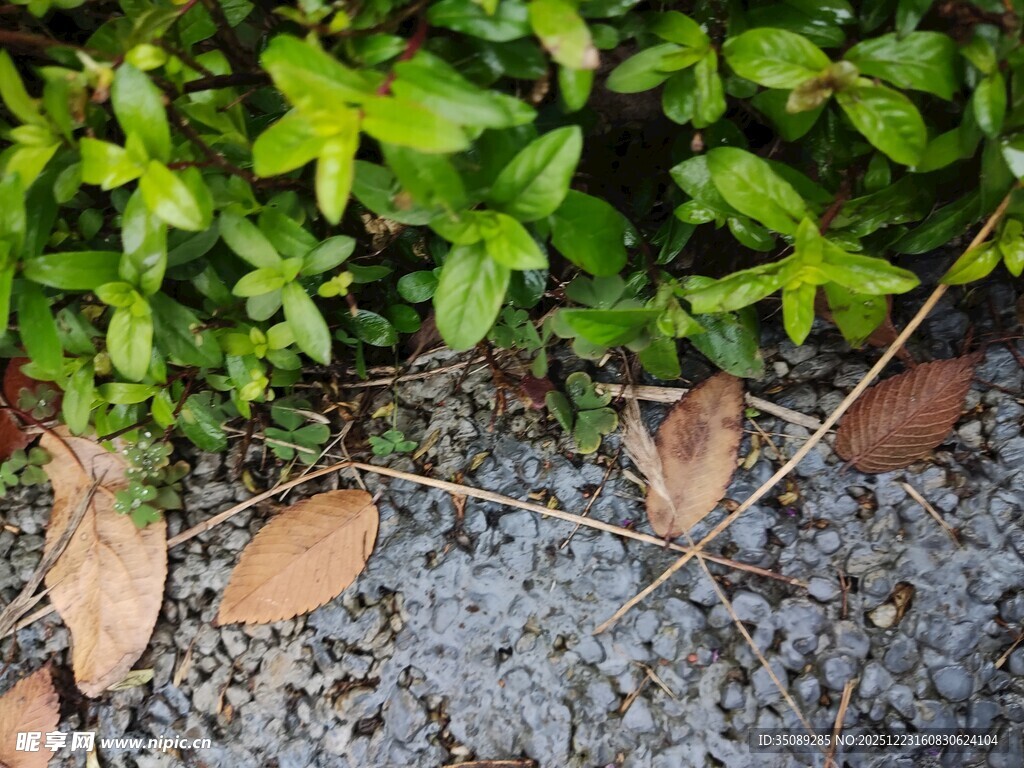 地面绿植与碎石场景