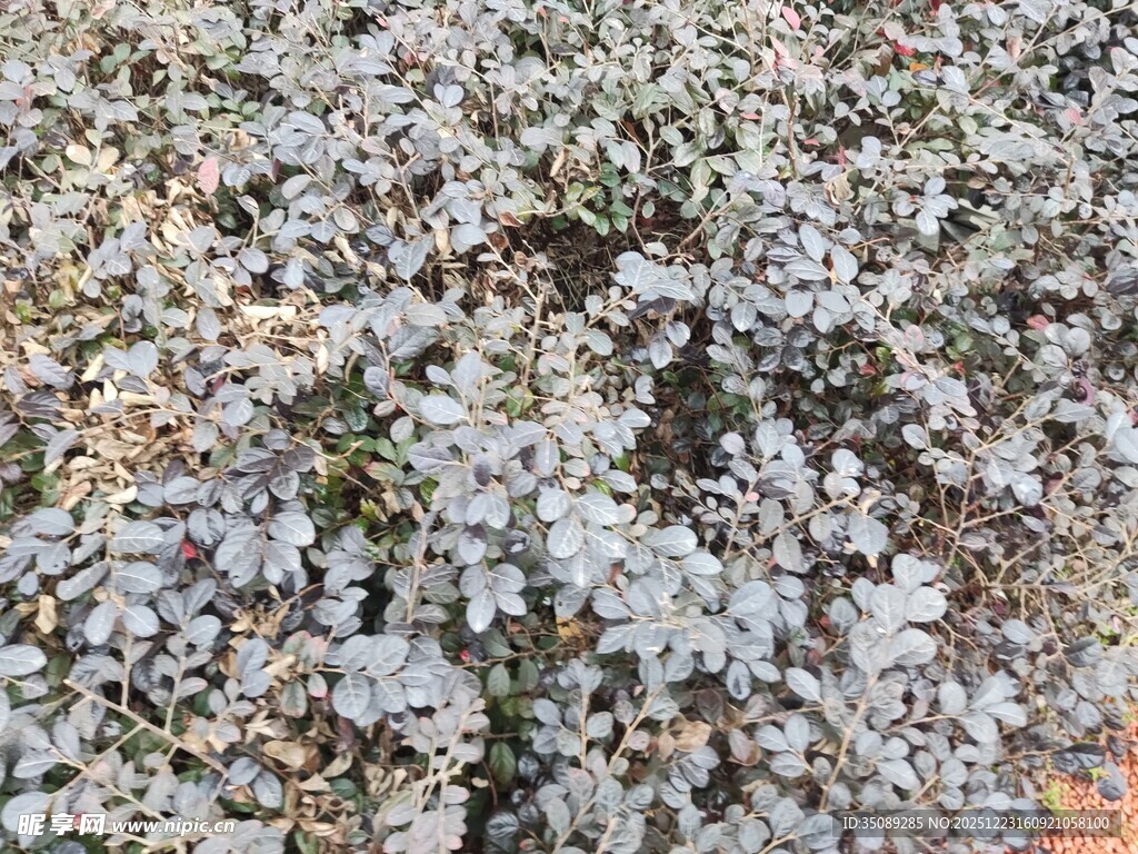 地面散落的大量硬币