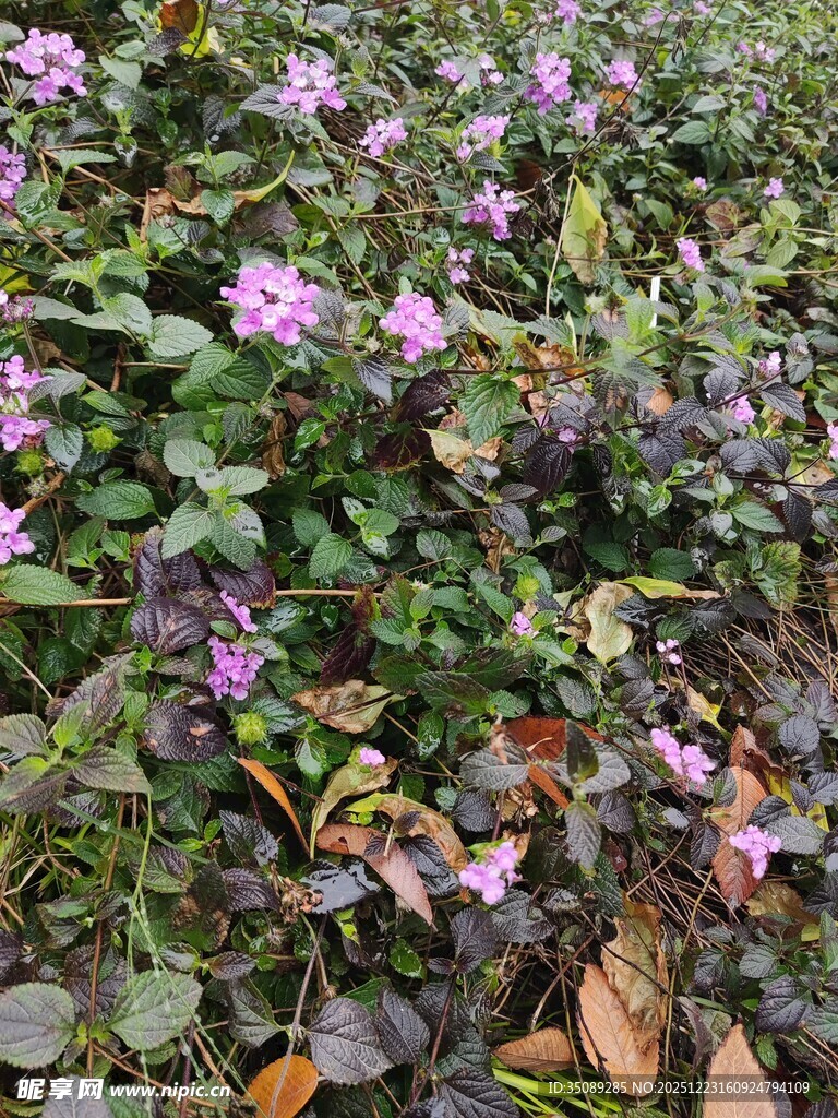 紫色小花丛中的美丽景致