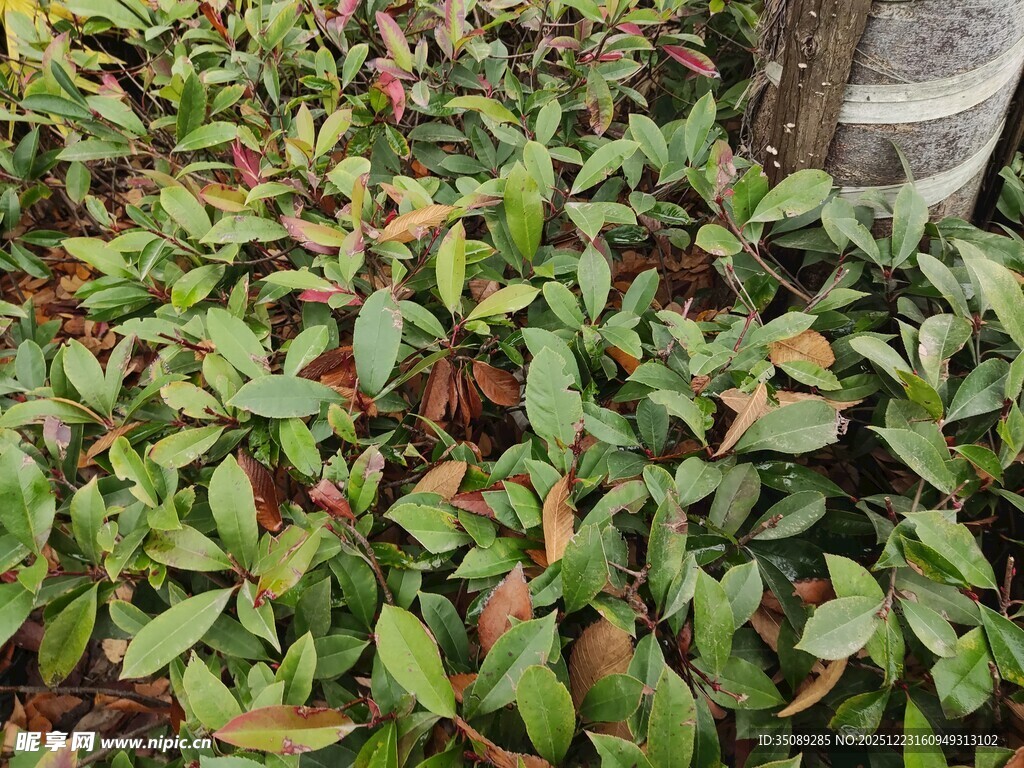 绿叶繁茂的地面植物景观