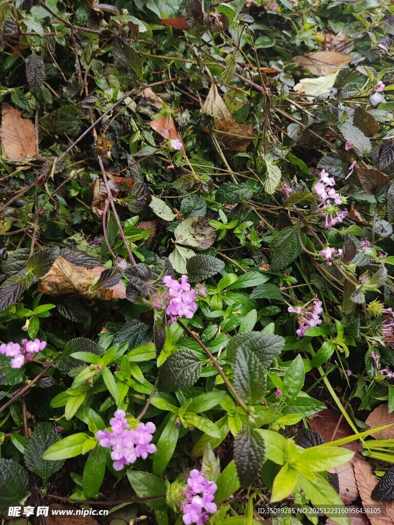 绿叶丛中绽放的紫色小花