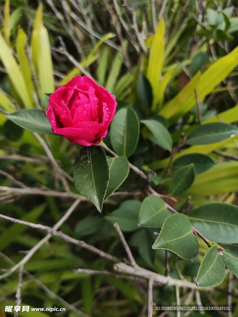娇艳红山茶绽放绿叶间