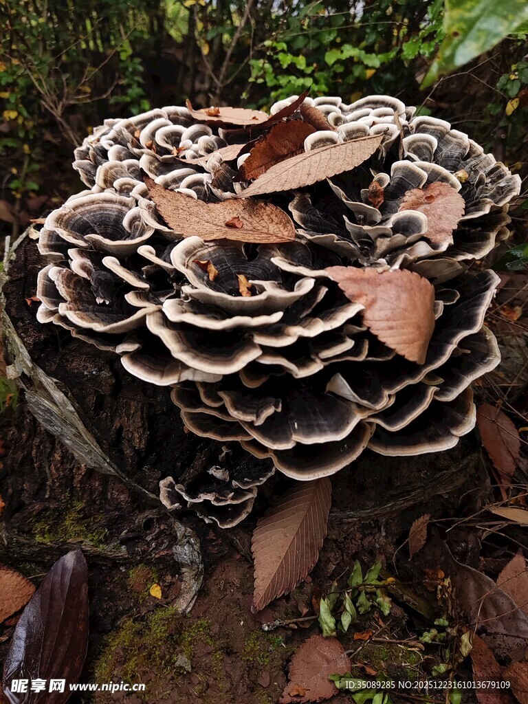 森林中的大型层叠菌类