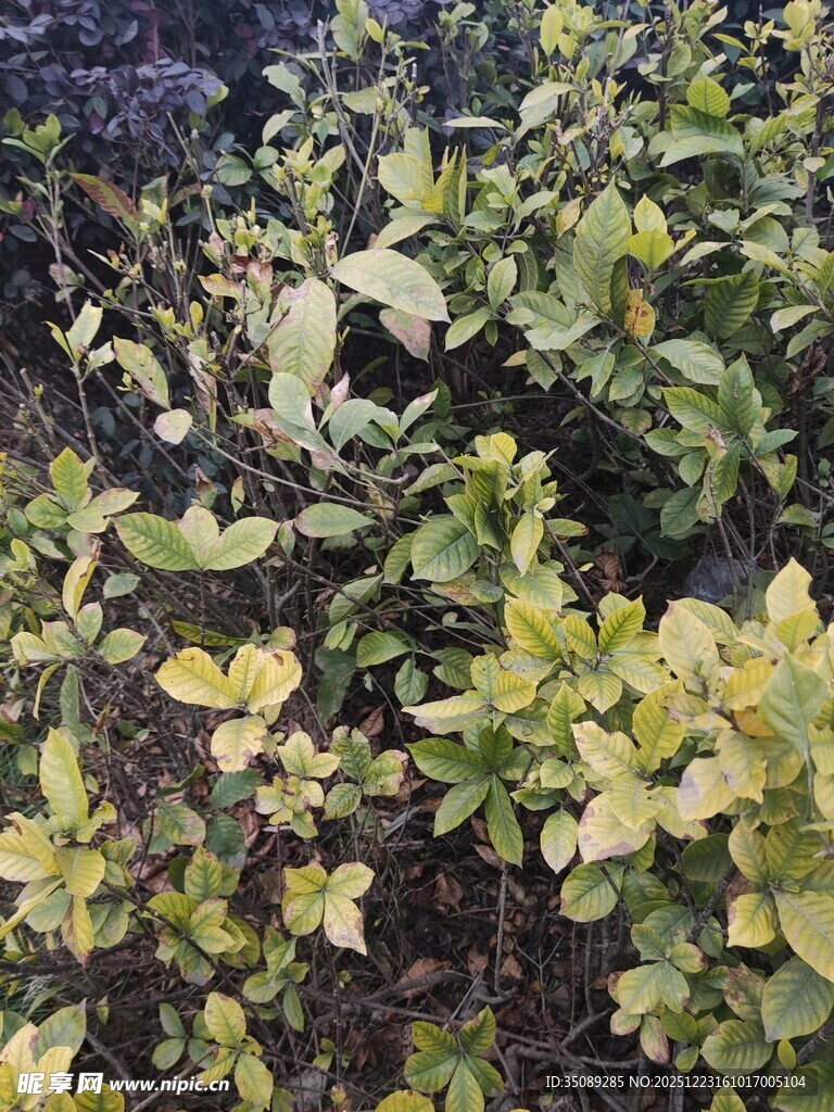 多彩叶片植物特写