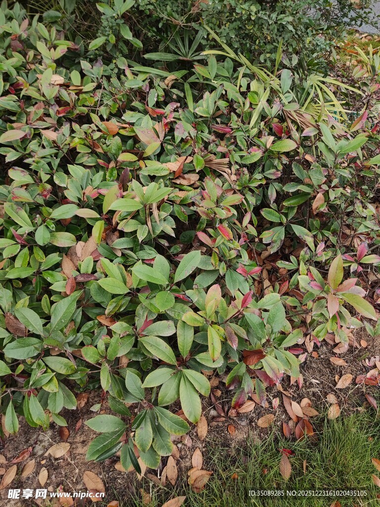 绿叶与枯叶交织的植物景观