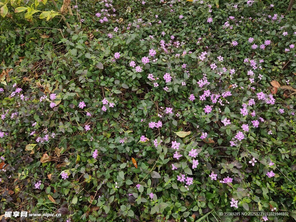 紫色小花铺就的绿色草地