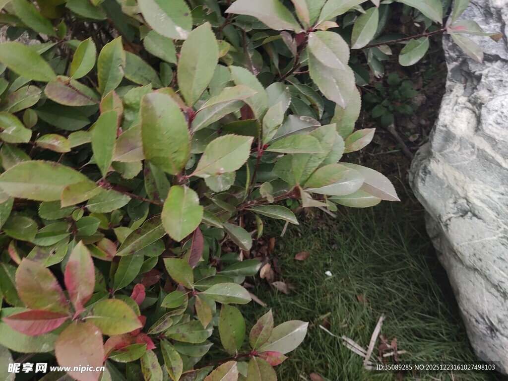 多彩叶片植物与石块景观