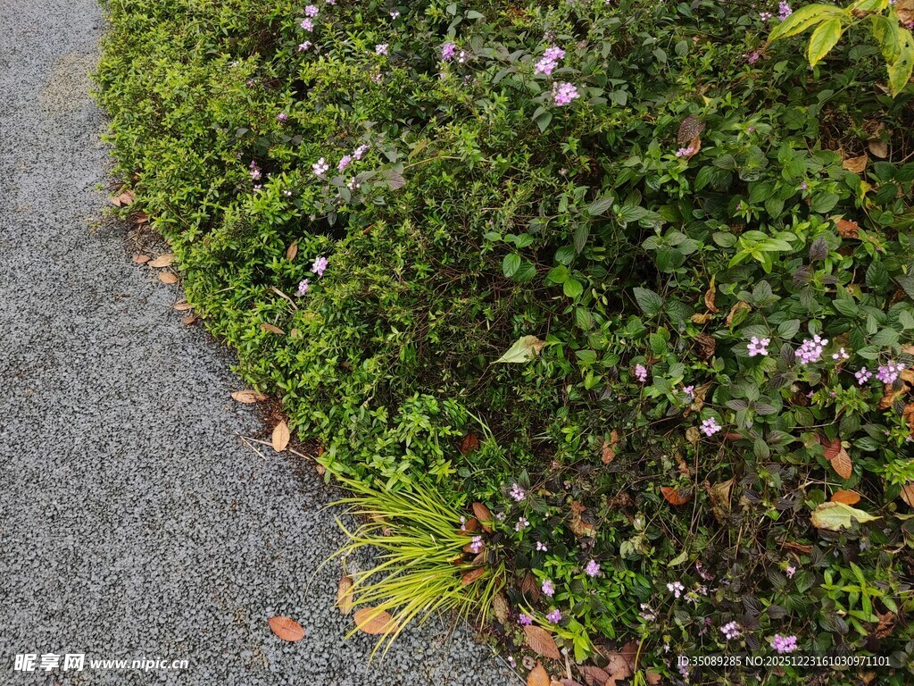 路边繁茂绿植与小花