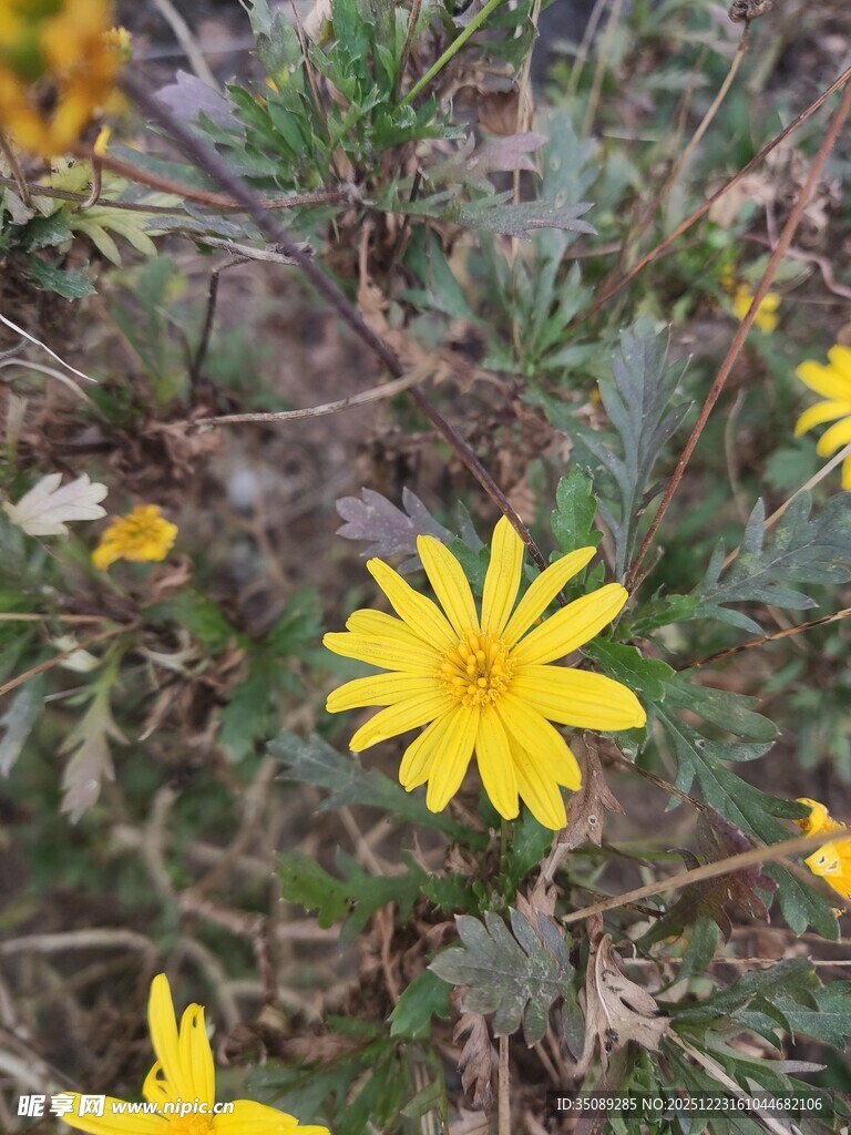 野外绽放的黄色小菊花