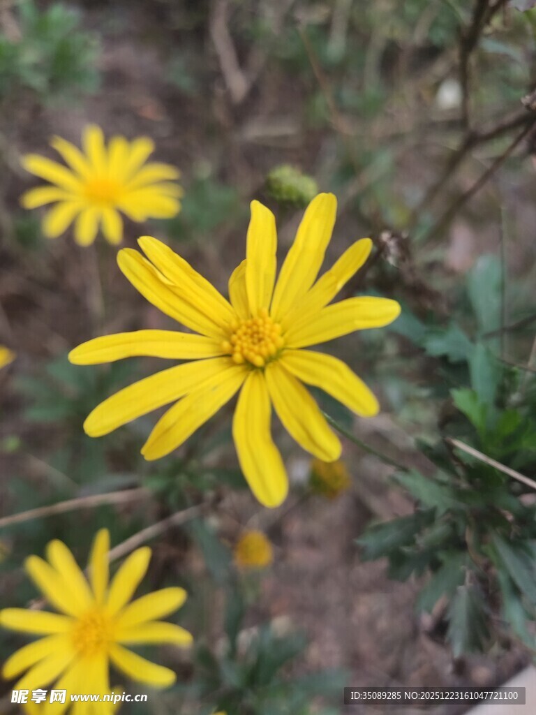 黄色小花绽放于枝头