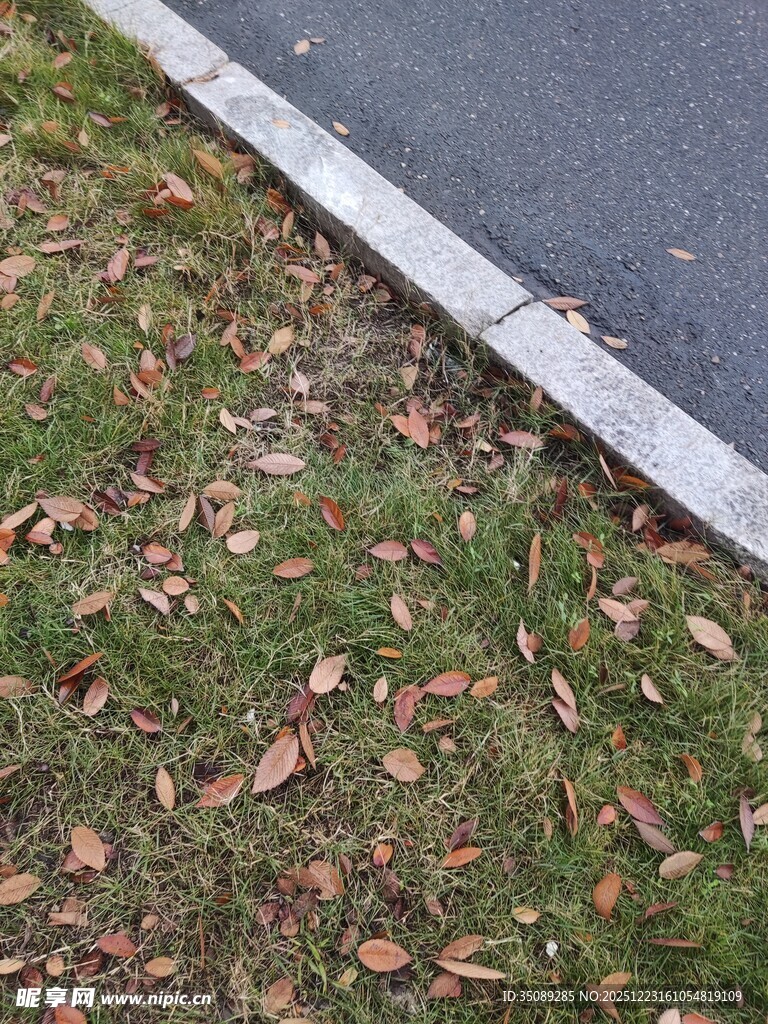 路边草地散落的枯黄树叶