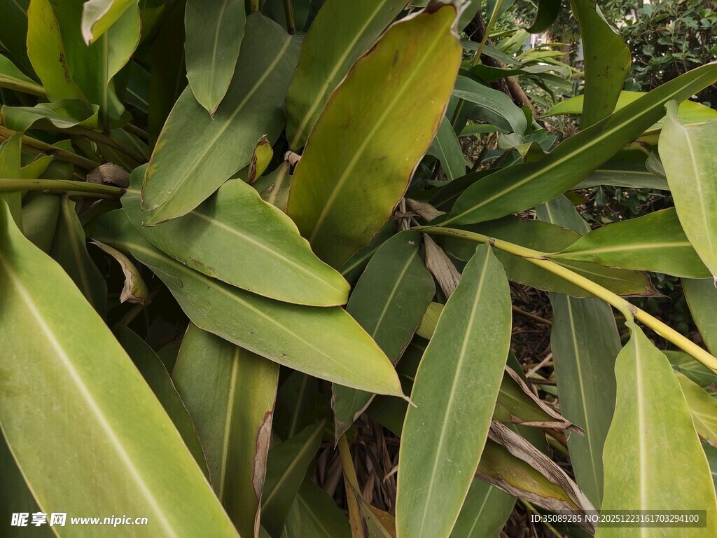 翠绿芭蕉叶特写