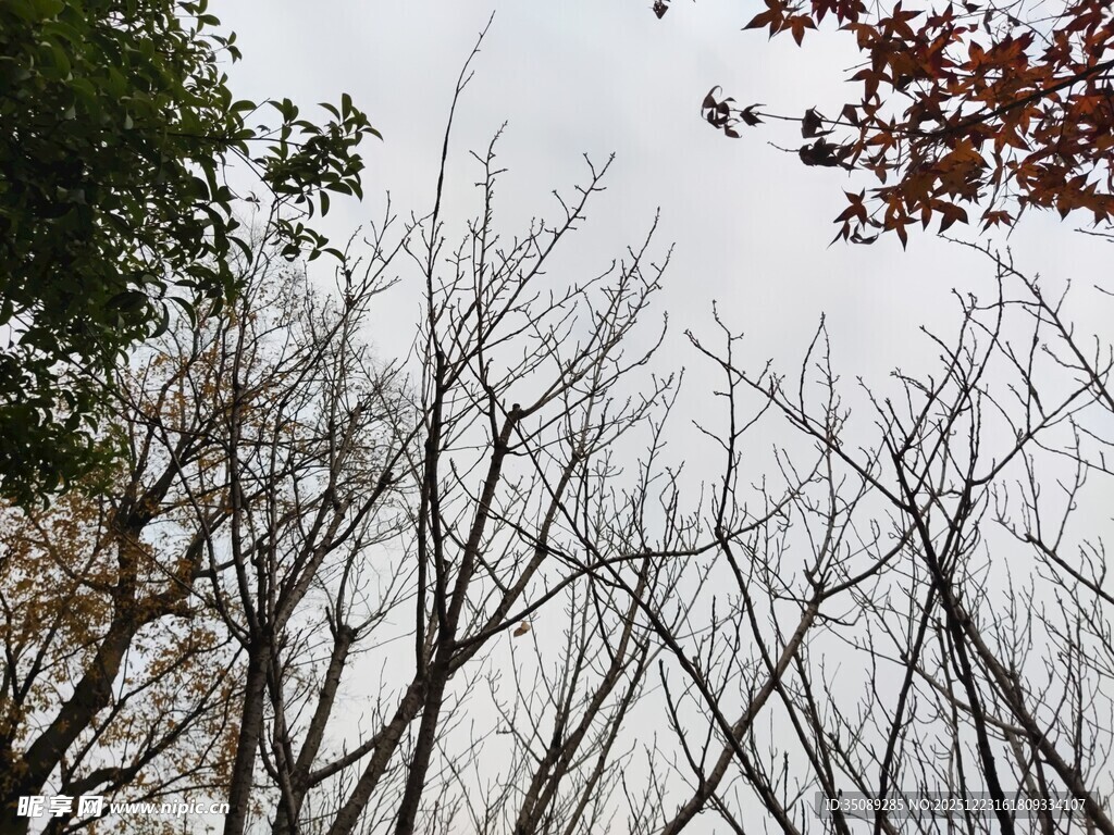 秋日枯树与枝叶景象