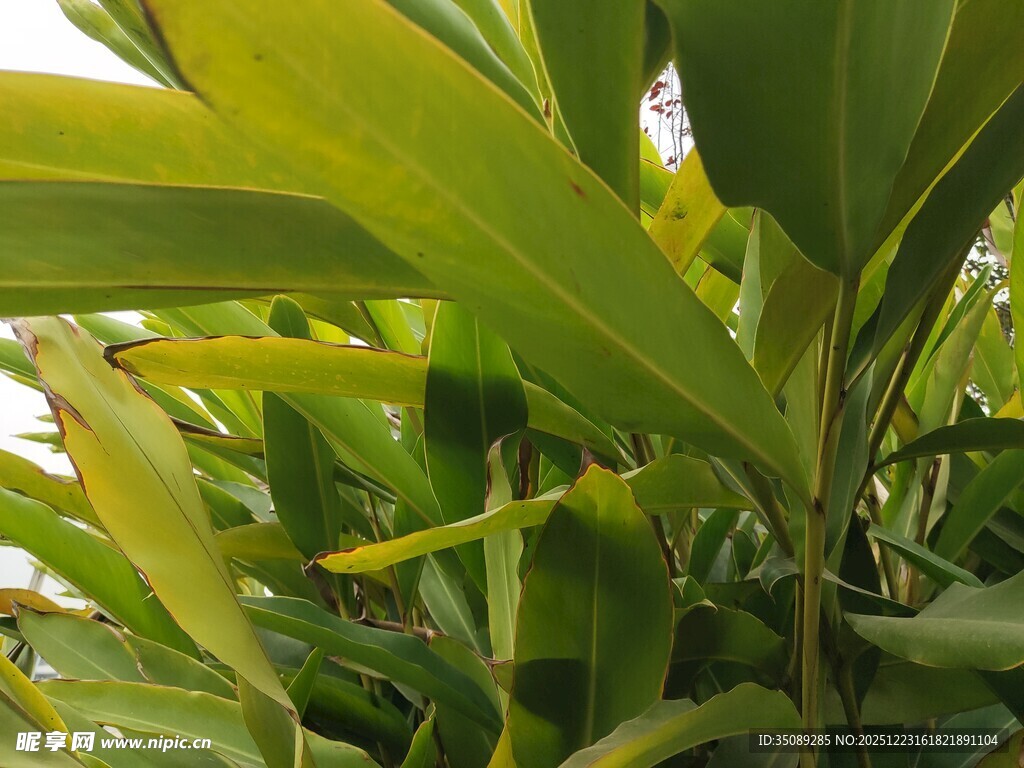 翠绿繁茂的热带植物叶片