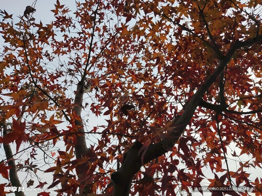 秋日红枫树枝特写