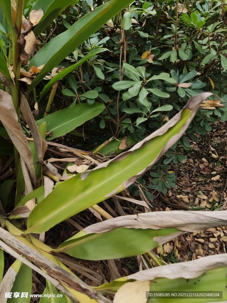 枯黄与翠绿交织的植物