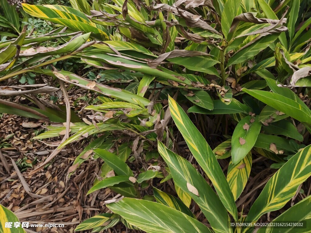 翠绿斑斓的观叶植物