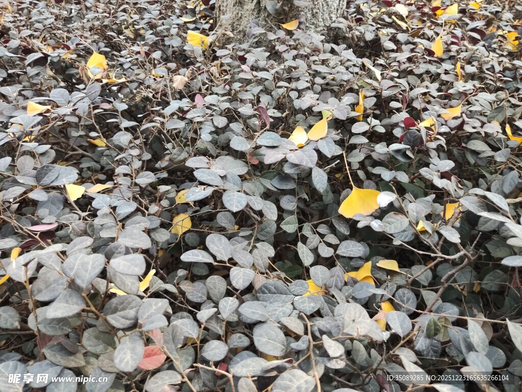 碎石间点缀的黄色小花