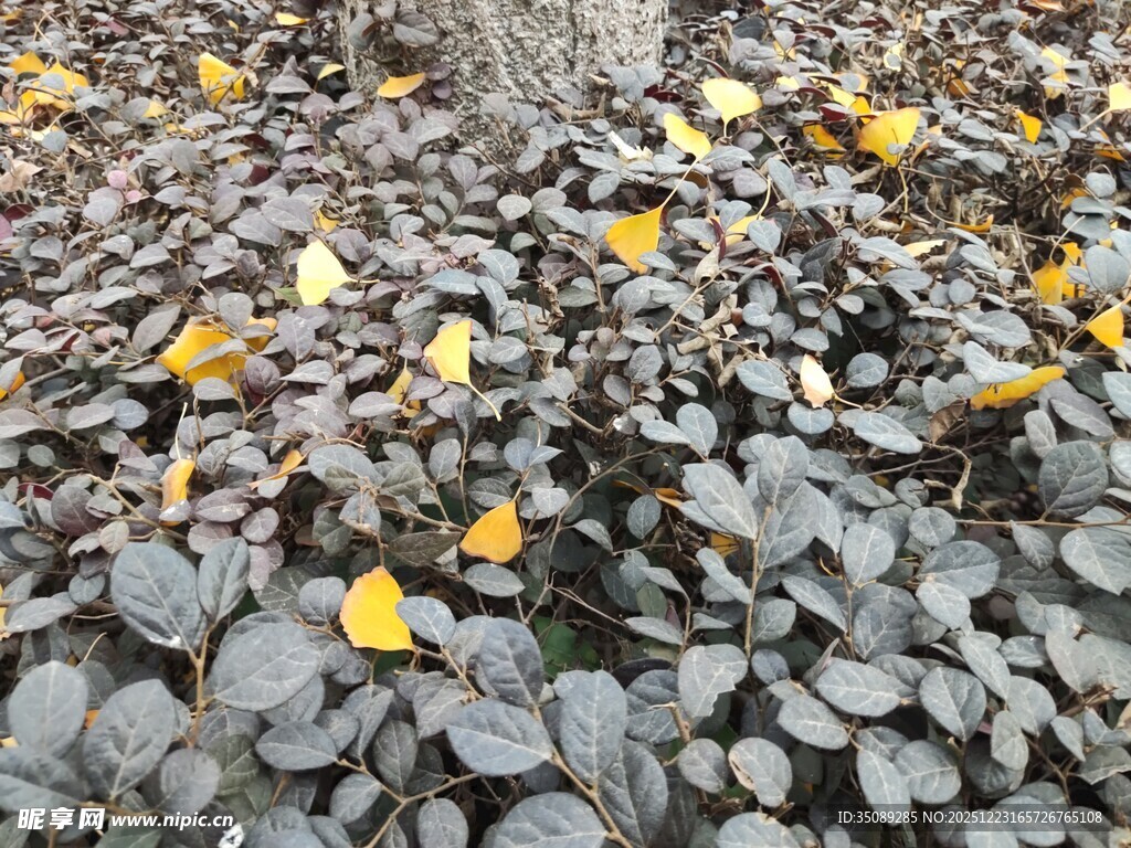 地面上的黄叶与灰叶