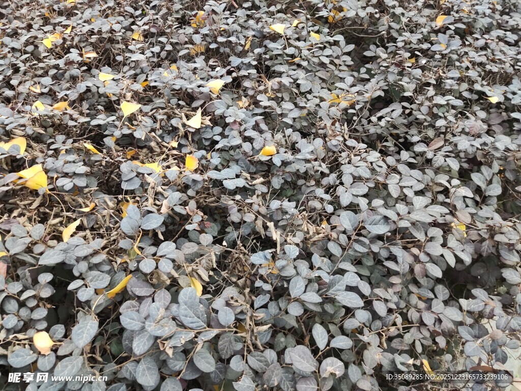 密集生长的紫色叶片植物