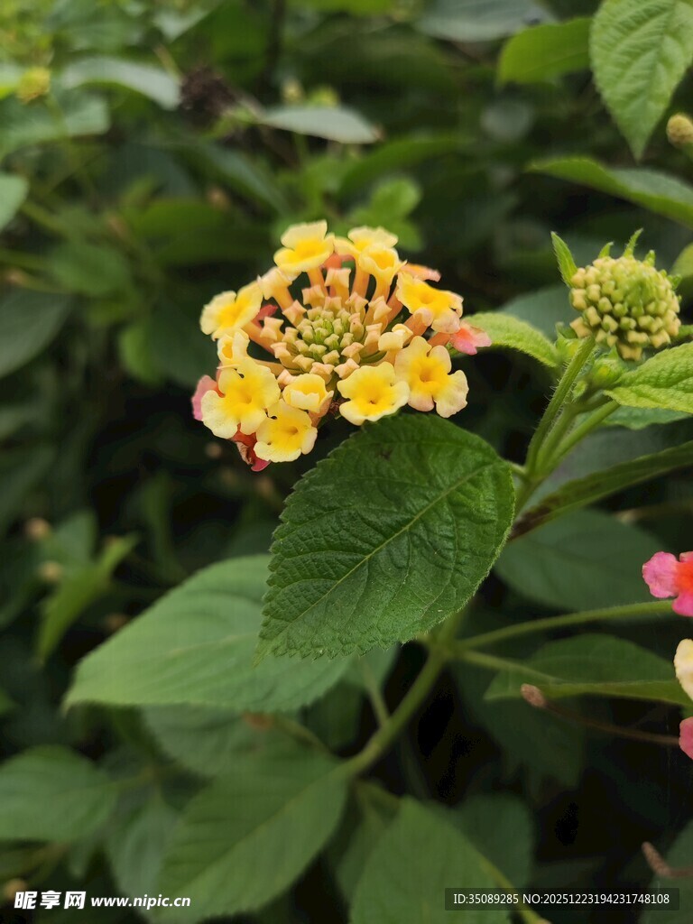 多彩马缨丹绽放绿叶间