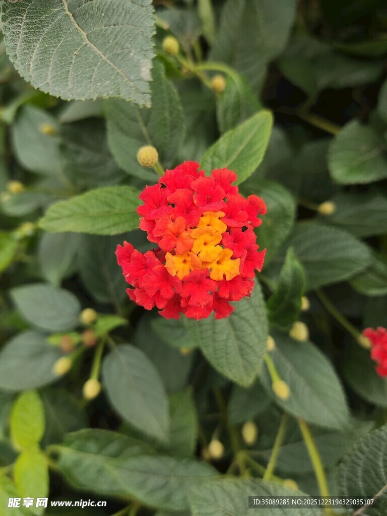 娇艳红花绽放绿叶间