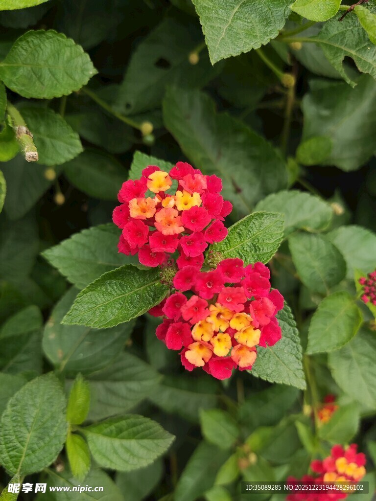 鲜艳马缨丹绽放绿叶间