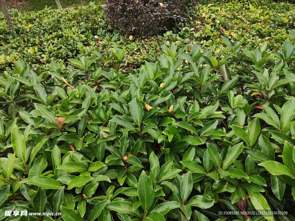 嫩绿植物簇拥的景象