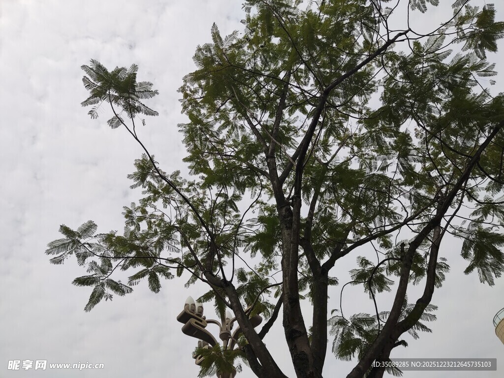 枝叶繁茂的绿树