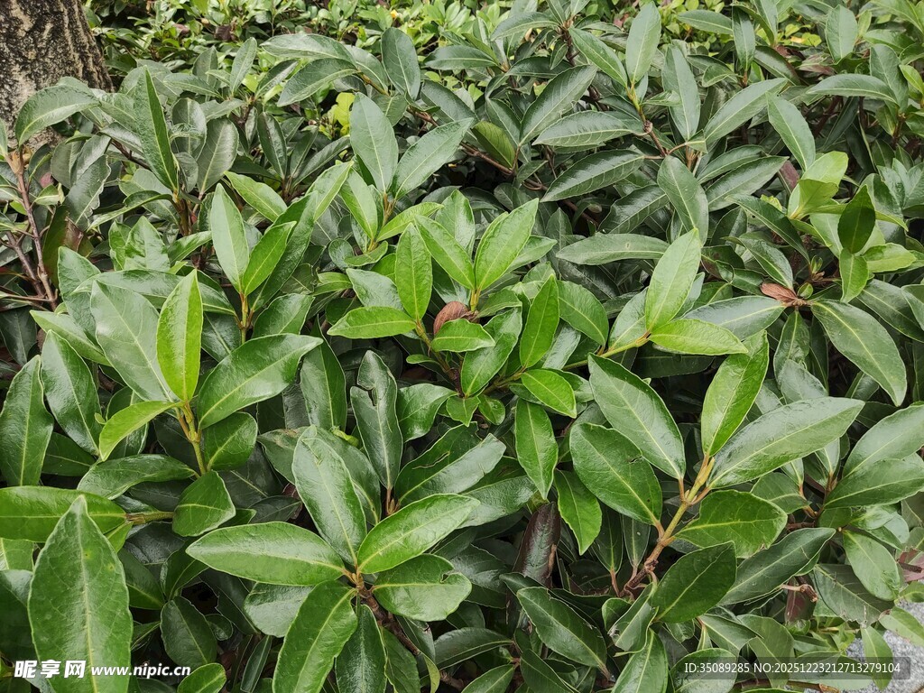 翠绿繁茂的植物叶片