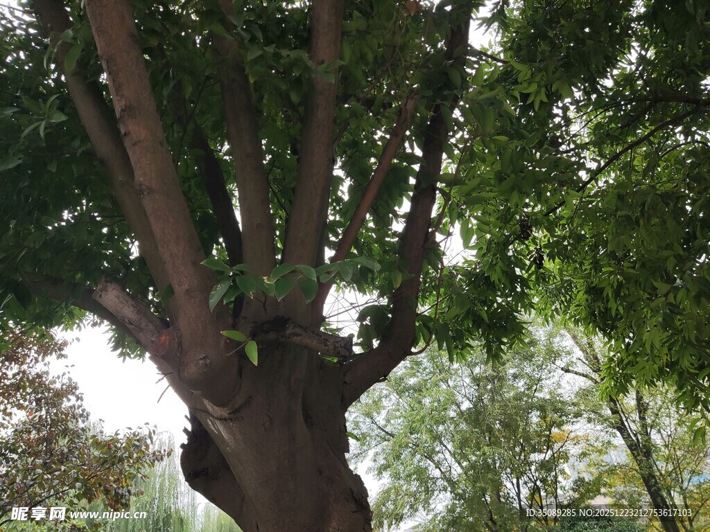 粗壮繁茂的大树