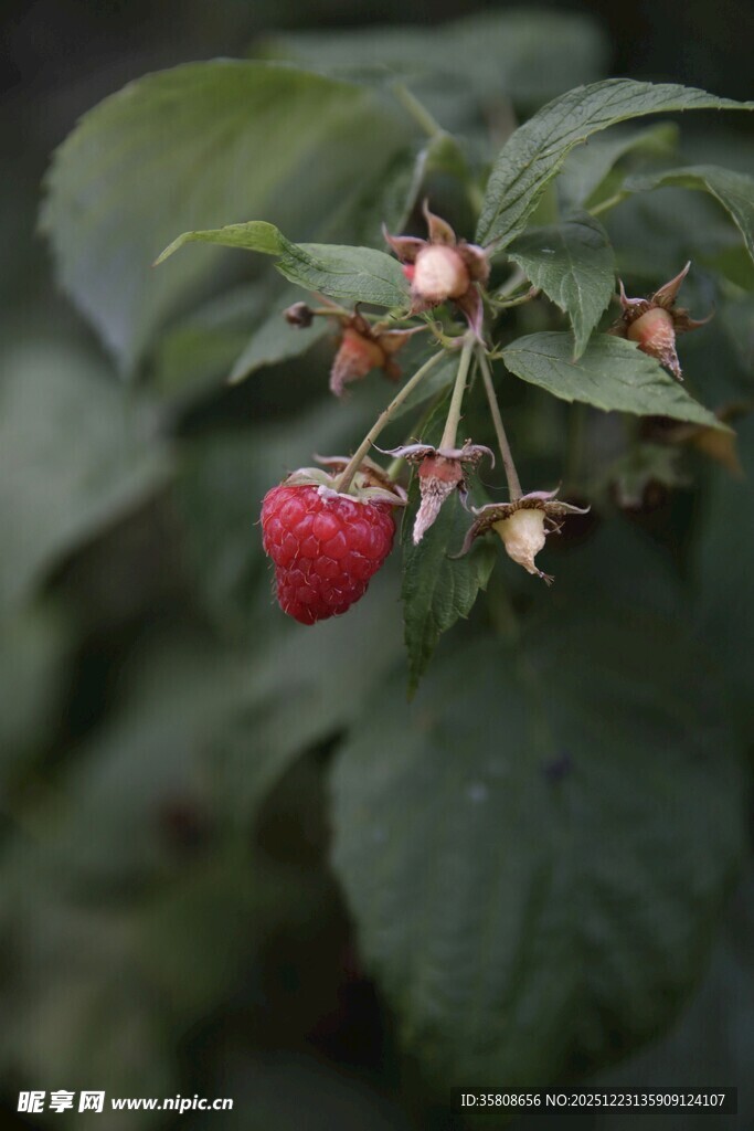 枝头红莓
