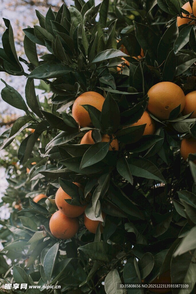 橙子树