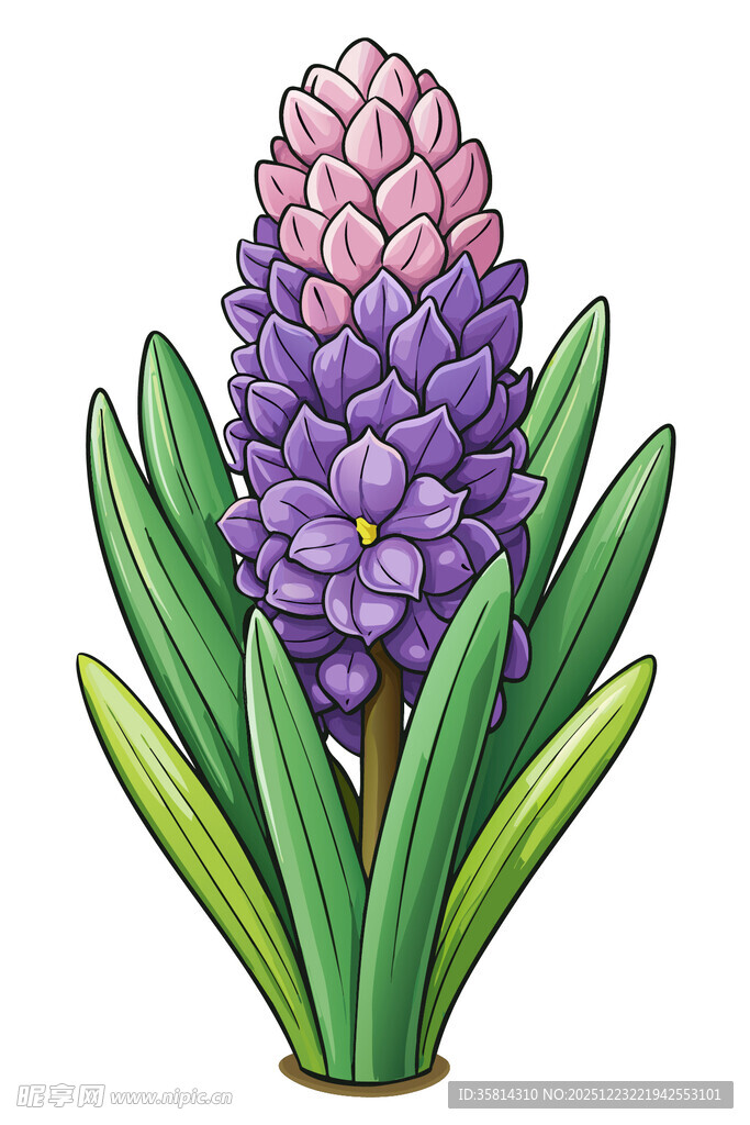 紫色风信子插画